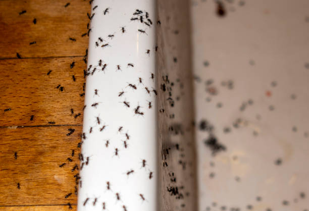 Best Wasp Removal Services  in Pierceton, IN