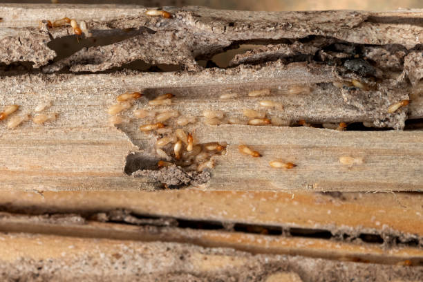 Best Commercial Pest Control Services  in Pierceton, IN